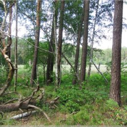 Presseler Heidewald- und Moorgebiet