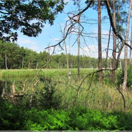Presseler Heidewald- und Moorgebiet