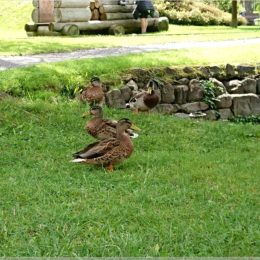 Enten