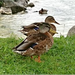 Enten