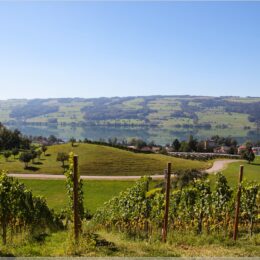 Weinberg und Blick auf den Baldeggersee