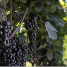 Wein