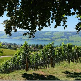 Weinberg, Schloss Heidegg