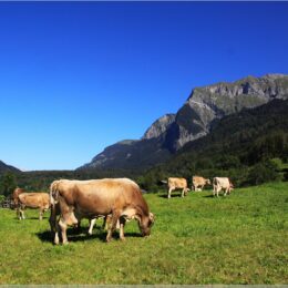 Graubünden
