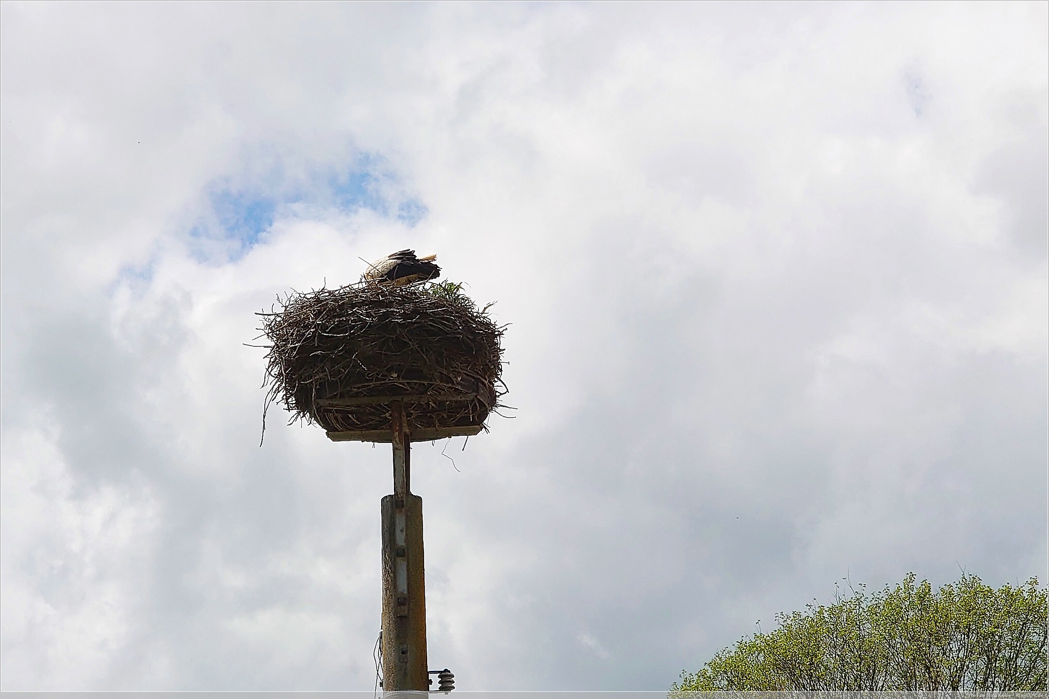 Storchennest