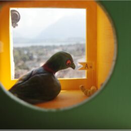 Taube im Schlossturm