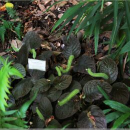 Tropenhaus Wolhusen, Mosaikpflanze