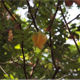 Tropenhaus Wolhusen, Sternfrucht