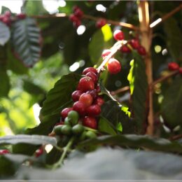 Tropenhaus Wolhusen, Kaffee