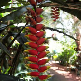 Tropenhaus Wolhusen, Hummerschere
