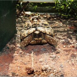 Tropenhaus Wolhusen, eine von fünf Schildkröten