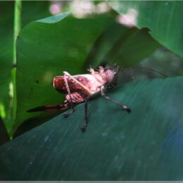 Tropenhaus Wolhusen, Drachenkopfschrecke
