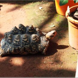 Tropenhaus Wolhusen, noch eine