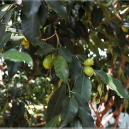 Tropenhaus Wolhusen, Kumquats