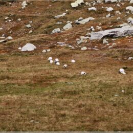 Erdtaucher am Gotthardpass