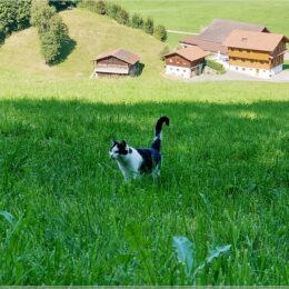 die erste Katze auf der Wanderung