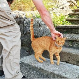 noch eine Katze auf dem Weg