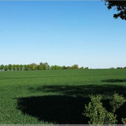 Blick übers Feld
