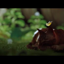 Stray – Schmetterling