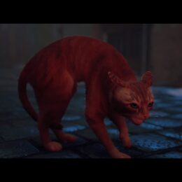 Stray – buckeln