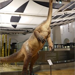 Zoologisches Museum Zürich, Paläontologisches Institut und Museum