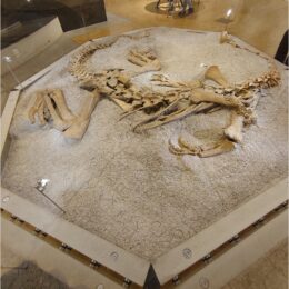 Zoologisches Museum Zürich, Paläontologisches Institut und Museum