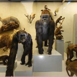 Schimpanse, Gorilla und Co