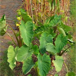 Botanischer Garten Zürich