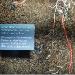 Mitmachstation im Botanischer Garten Zürich