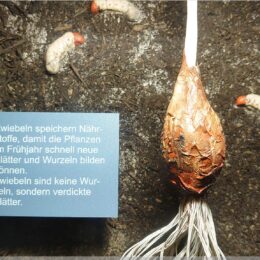 Mitmachstation im Botanischer Garten Zürich