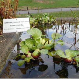 Wasserpflanzen