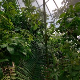 Schauhäuser im Botanischen Garten Zürich
