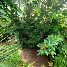 Schauhäuser im Botanischen Garten Zürich