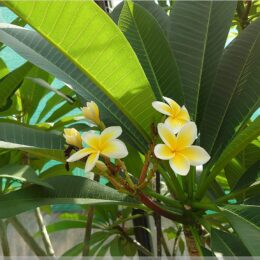 Schauhäuser im Botanischen Garten Zürich