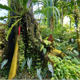 Schauhäuser im Botanischen Garten Zürich