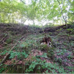 irgendwo hier ist ein Cache am Hang