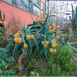 De Hortus, botanischer Garten Amsterdam