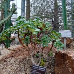 De Hortus, botanischer Garten Amsterdam