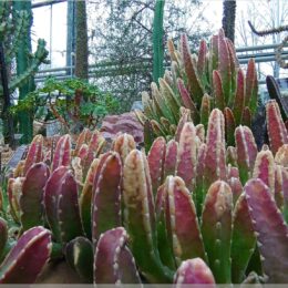 De Hortus, botanischer Garten Amsterdam