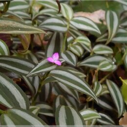 De Hortus, botanischer Garten Amsterdam