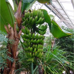 De Hortus, botanischer Garten Amsterdam