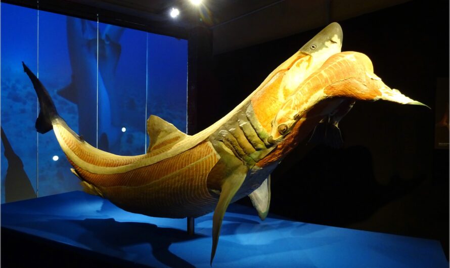 bestaunt: Exponate im Plastinarium