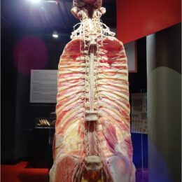 Zentrales Nervensystem