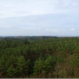 Blick über die Bäume