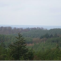 Blick vom Baumwipfelpfad Usedom