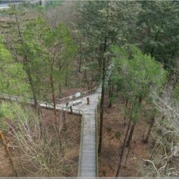 Blick von oben auf den Baumwipfelpfad Usedom