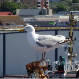 Möwe