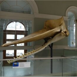 Royal Museum, National Museum of Scotland