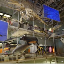 Royal Museum, National Museum of Scotland