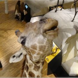 Royal Museum, National Museum of Scotland
